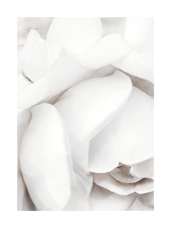 White Rose Petals Affiche 0
