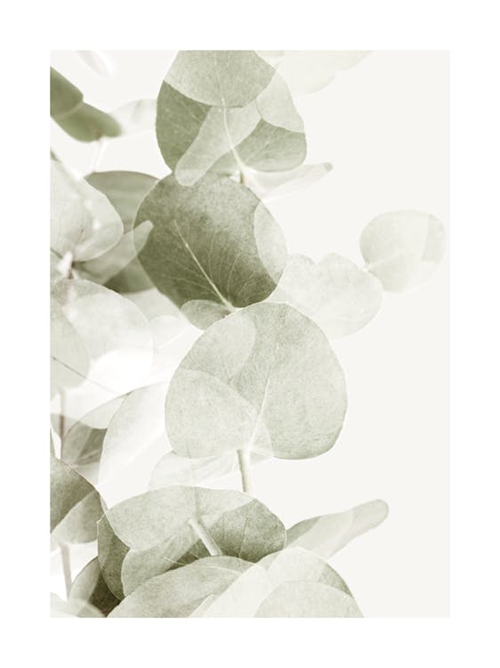 Abstract Eucalyptus No1 Poster 0