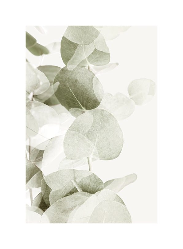 Abstract Eucalyptus No1 Plakat (50x70 cm)-Plakaty