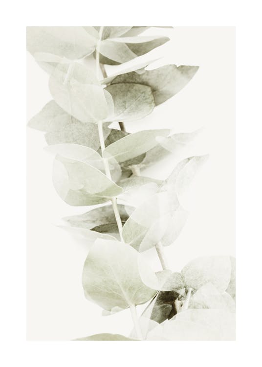 Abstract Eucalyptus No2 Plakat 0