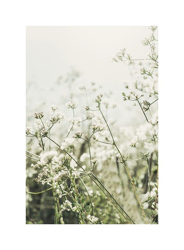 Prints - Wild White Flowers Print (50x70 cm) - Botanical prints