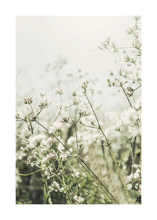 Wild White Flowers Poster 0