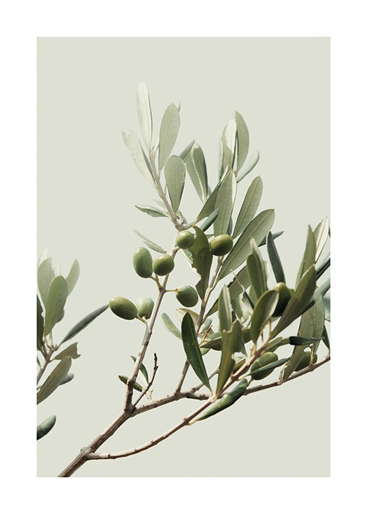 Sunny Olive Branch Poster - Green olives 