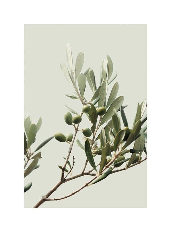 Sunny Olive Branch Affiche (21x30 cm) - Photographies