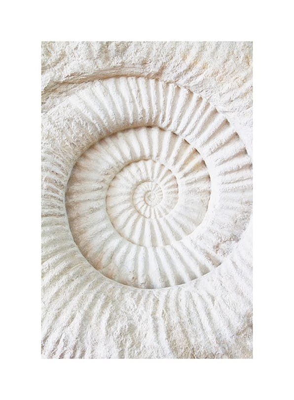 Ammonite Fossil Print (30x40 cm)