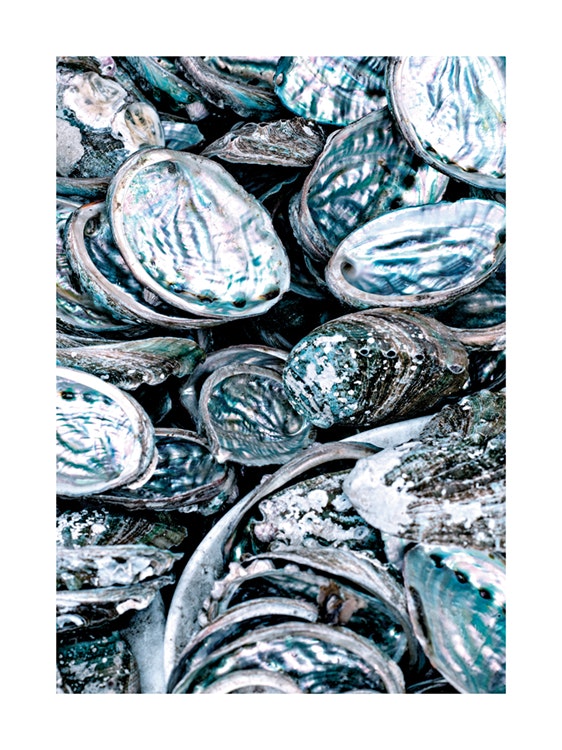 Abalone Poster 0