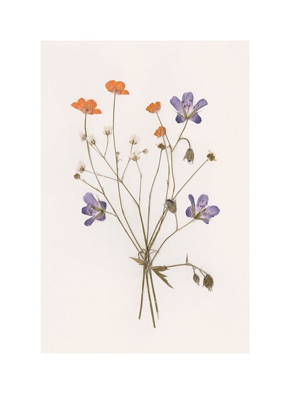 Pressed Flowers No1 Poster (30x40 cm) - Bloemen