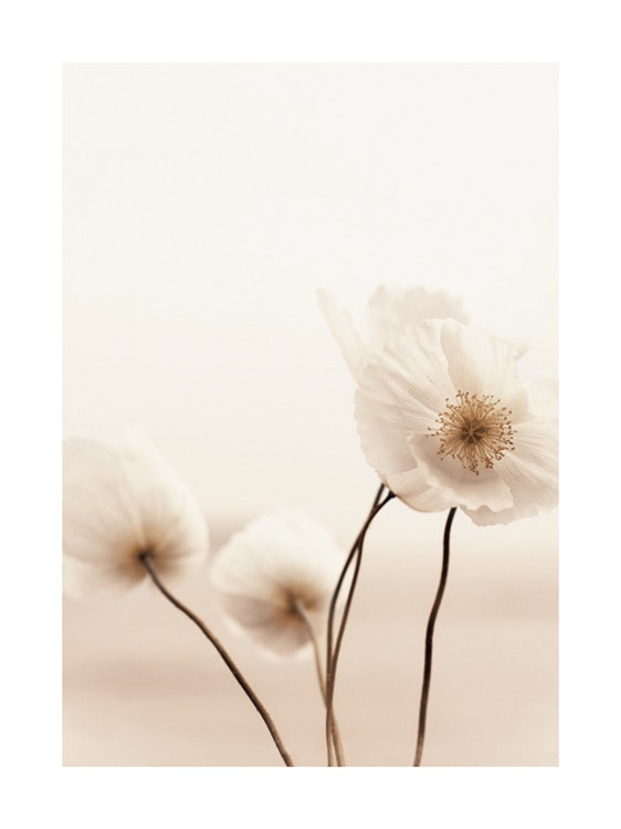 Pale Poppies Affiche 0