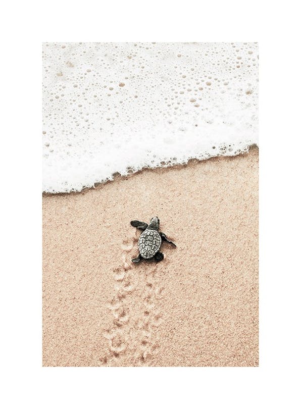 Prints - Baby Turtle Print (21x30 cm) - Animal art prints