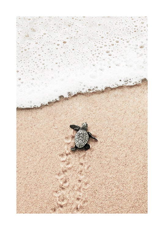 Baby Turtle Poster 0