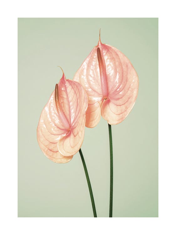 Flamingo Flowers 포스터 0
