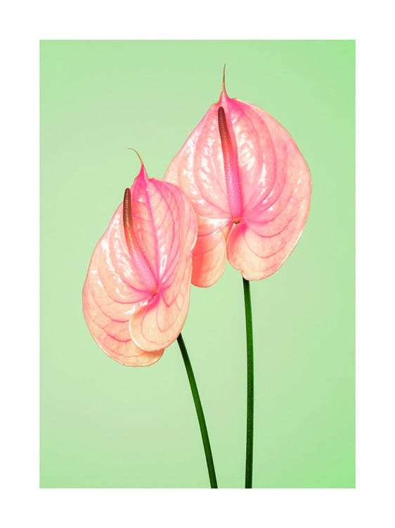 Flamingo Flowers Plakat 0