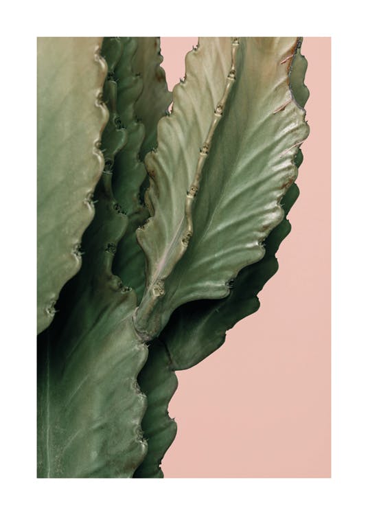 Pink Cactus Detail Poster 0