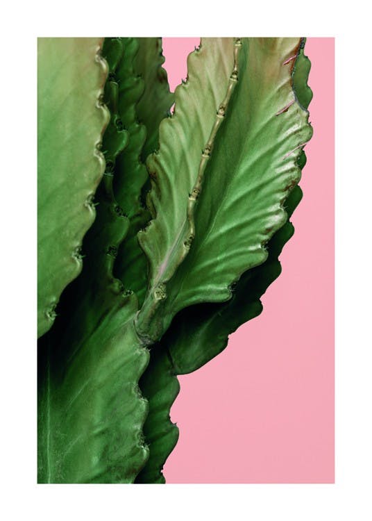 Pink Cactus Detail Plakat 0