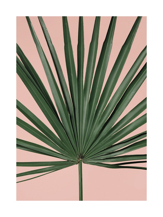 Pink Palm Leaf  Plagát 0
