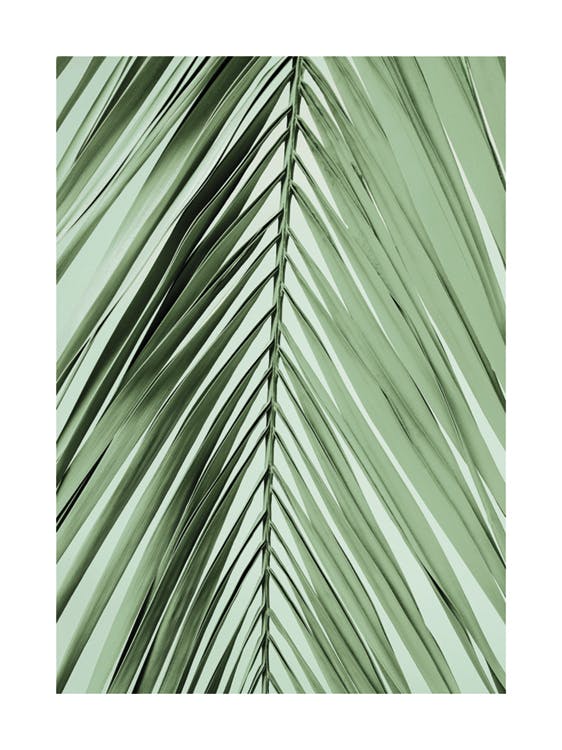 Parlour Palm Leaf Juliste 0