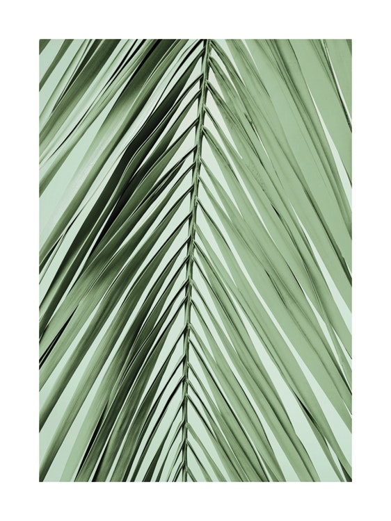 Parlour Palm Leaf Poster 0