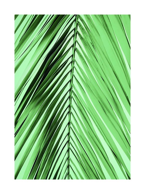 Parlour Palm Leaf Poster 0