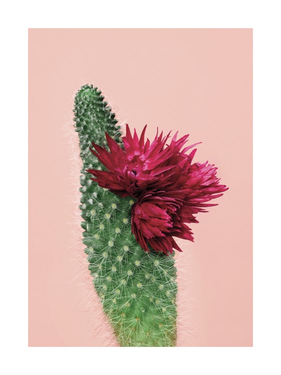 Pink Cactus Flower Poster 0