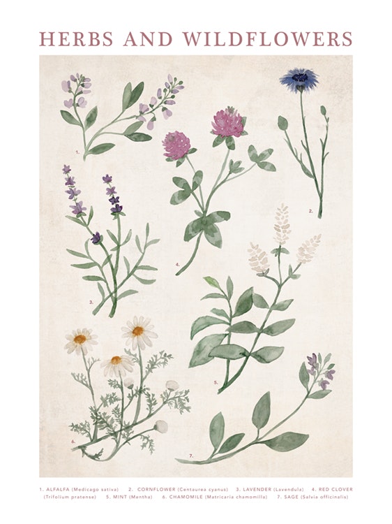 Herbs and Wildflowers Plakat 0