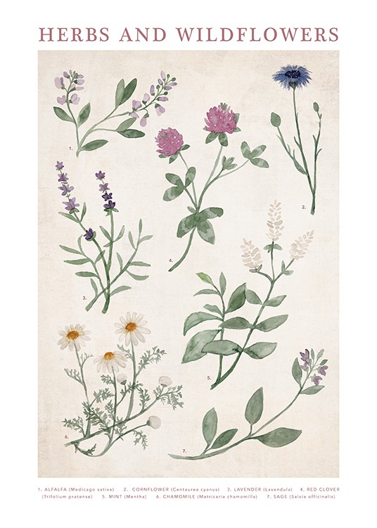 Pressed Flowers No2 Poster