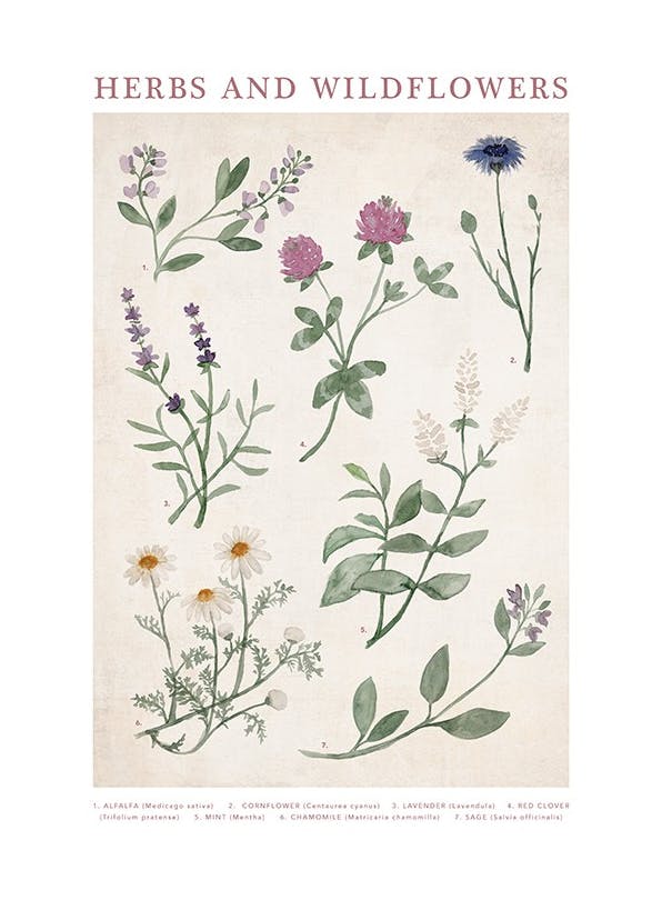 Herbs and Wildflowers Poster (50x70 cm) - Bloemen
