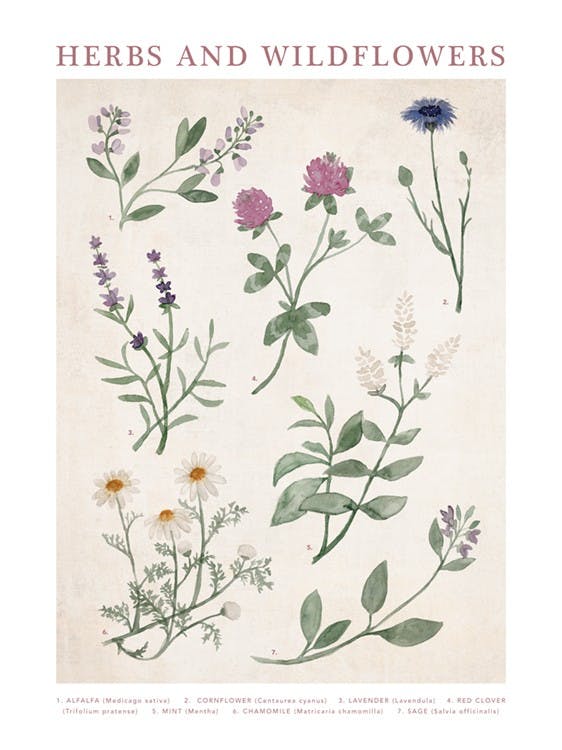 Herbs and Wildflowers 포스터 0