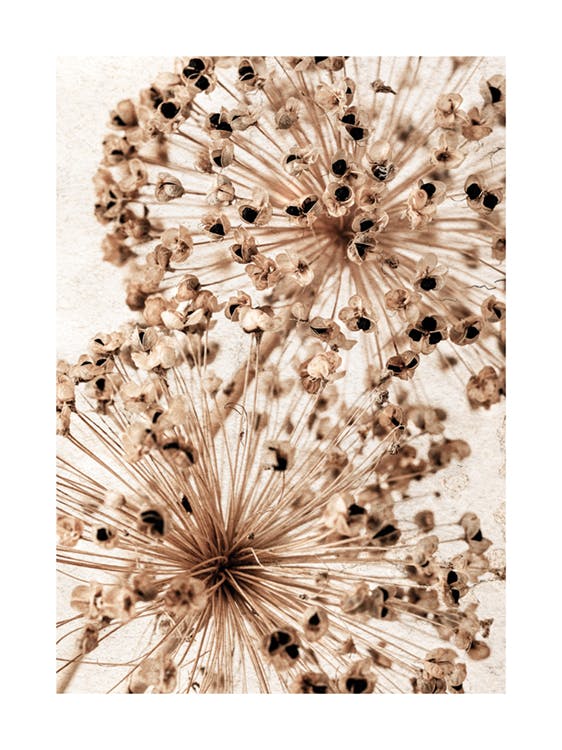 Beige Allium Flowers 포스터 0