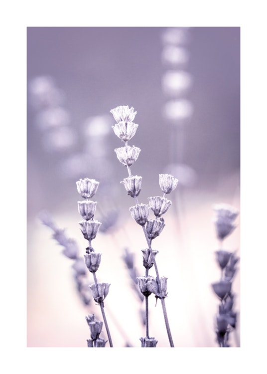Flowering Lilac Plakat 0