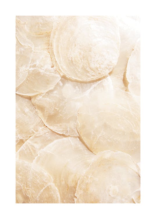 Transparent Seashells Poster 0
