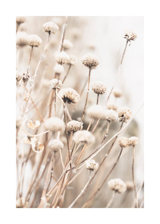 Delicate Dry Flowers Poster 0