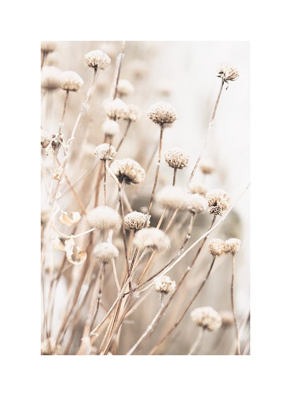 Delicate Dry Flowers Plakat (50x70 cm)- Plakaty z kwiatami
