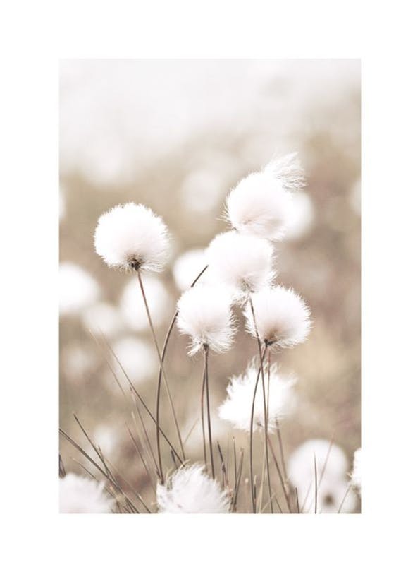 Prints - Cottongrass Print (40x50 cm) - Botanical prints