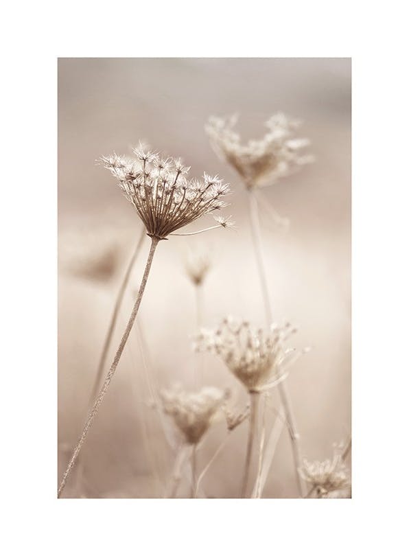 Wildflowers in Beige Affiche (30x40 cm) - Affiches botaniques
