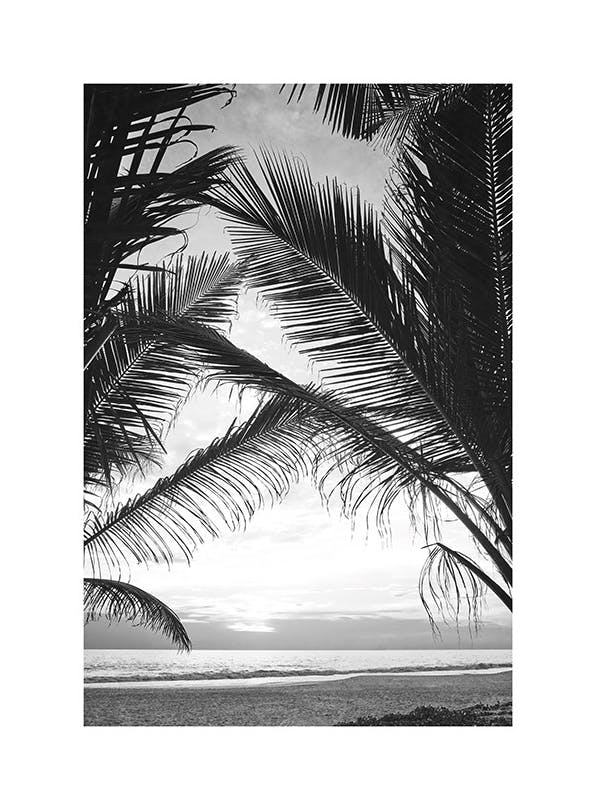 Between Palm Leafs Juliste (50x70 cm)  Mustavalkoiset julisteet