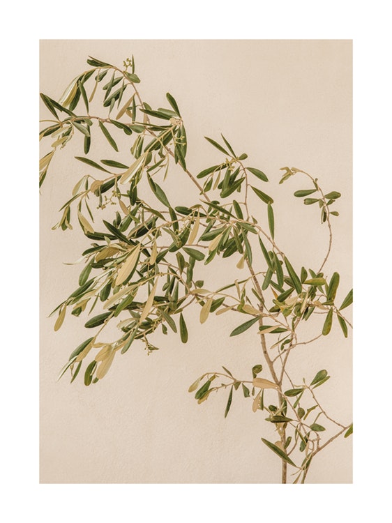 Mediterranean Olive Branch Poster 0
