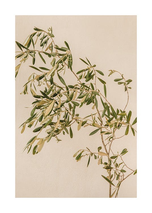 Mediterranean Olive Branch 포스터 0