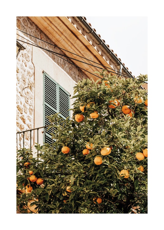 Oranges In Garden Poster 0
