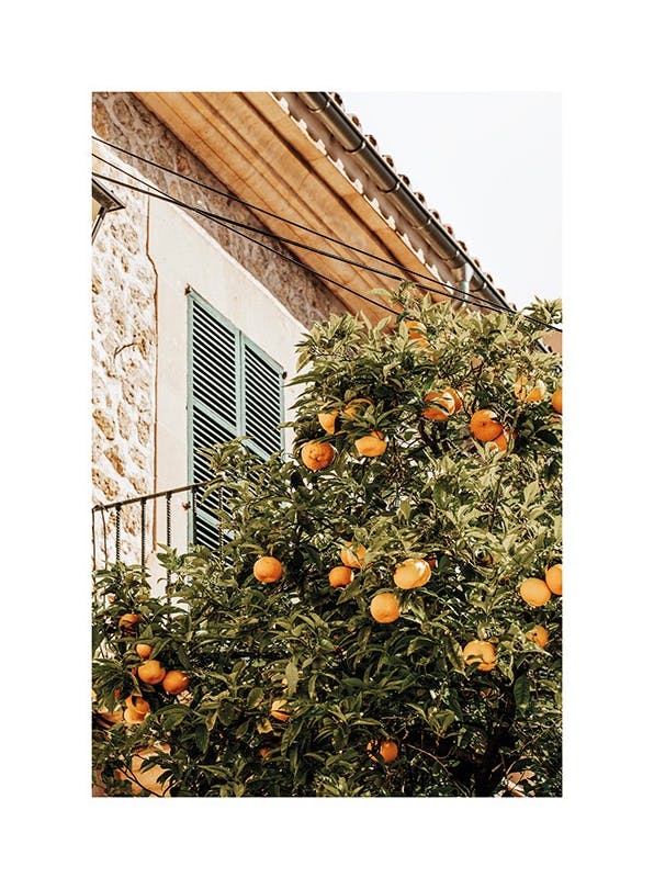 Oranges In Garden Poster (50x70 cm) - Affiches botaniques