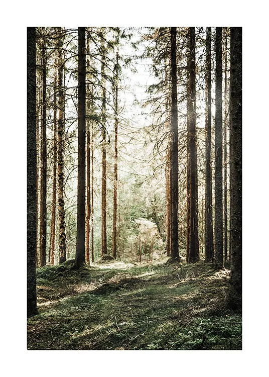 Forest Grove Plagát 0