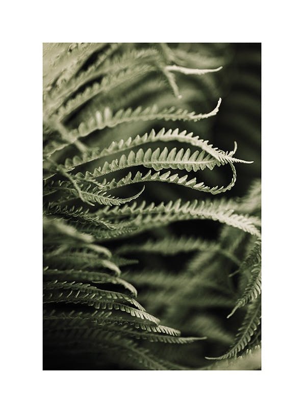 Fern Close Up Plakat (21x30 cm)- Plakaty botaniczne