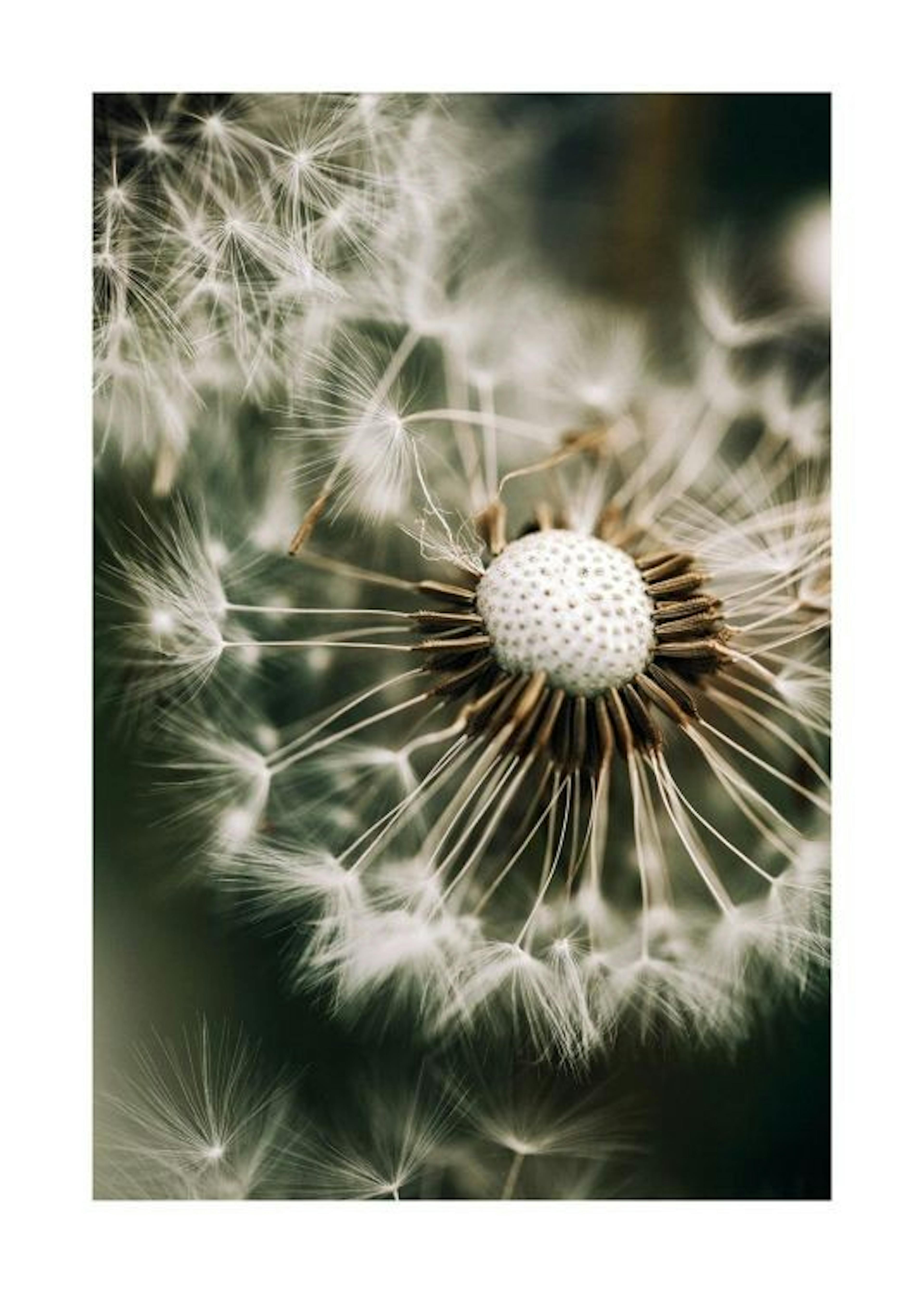 Dandelion in Green Poster 0