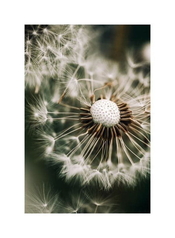 Dandelion in Green Poster (50x70 cm)- Poster di fiori & piante