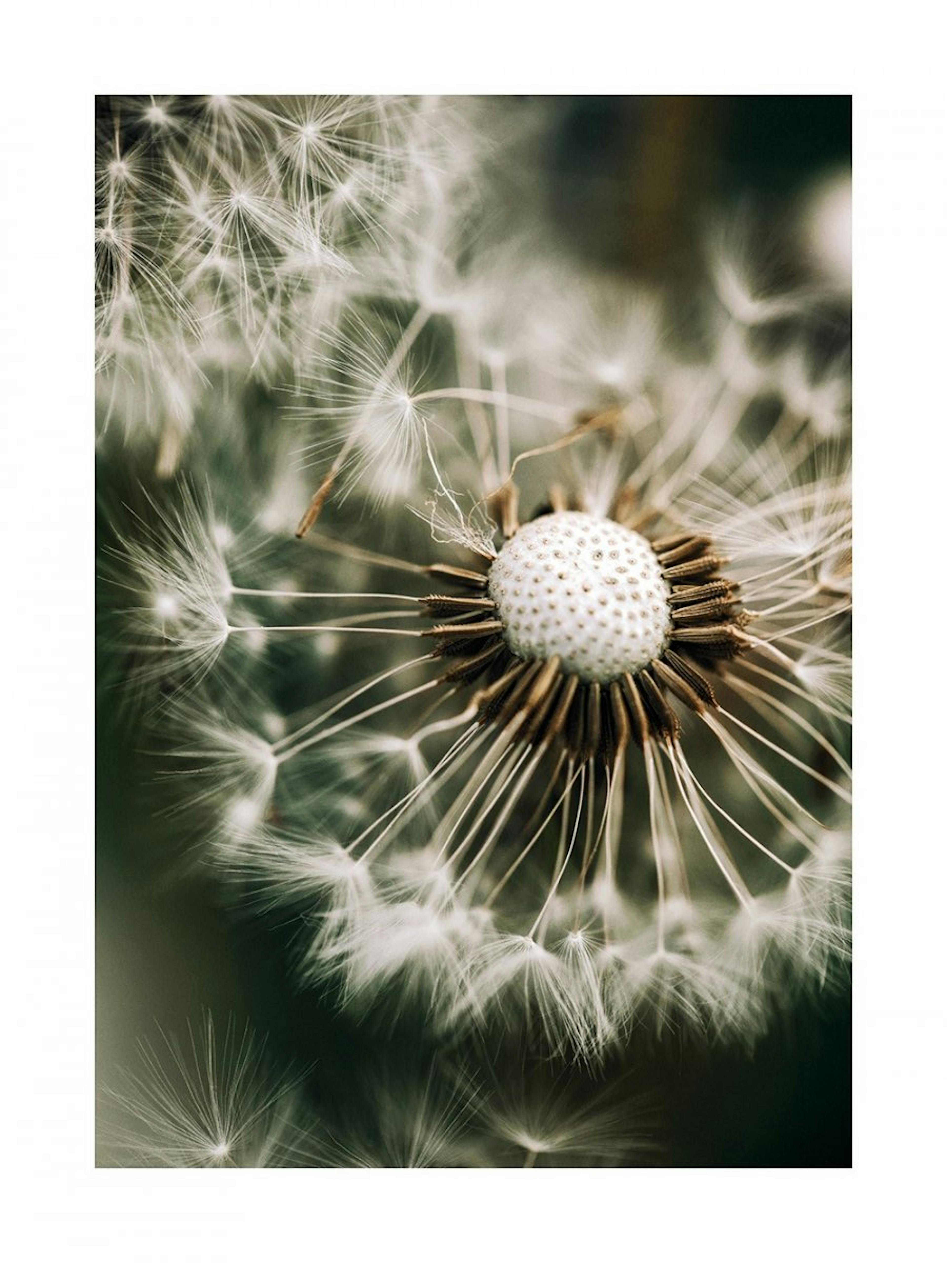 Dandelion in Green Poster 0