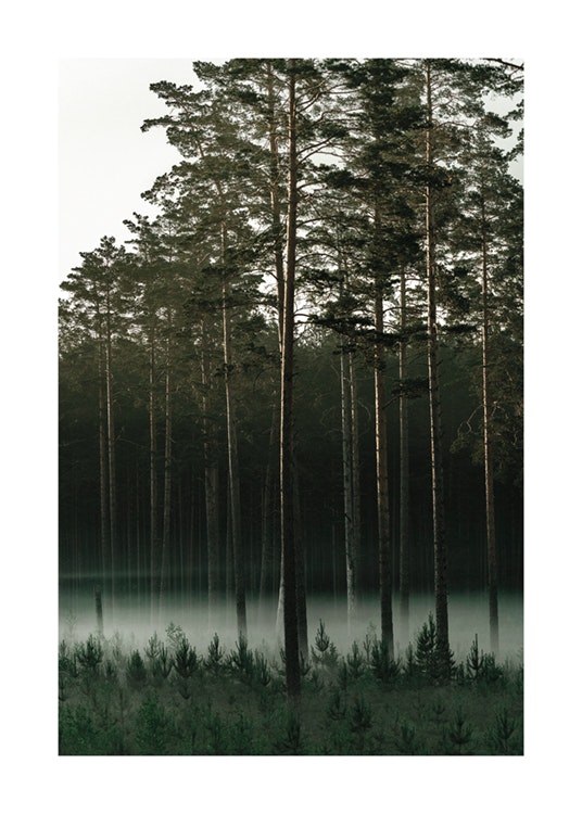 Misty Forest Affiche 0