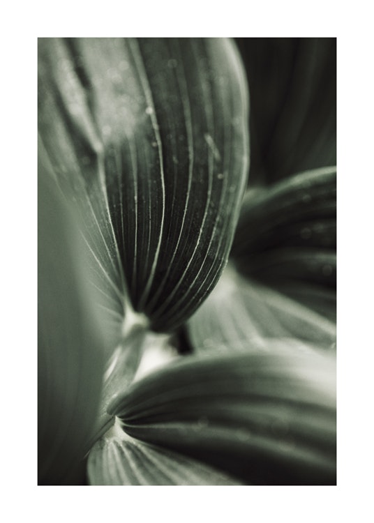 Close Up Plant Plakat 0