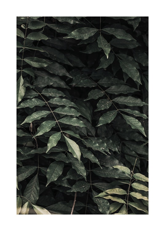 Dark Green Leaves Affiche 0