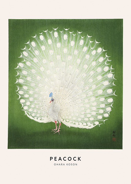 Prachtvoller Weißer Pfau mit Clip, 50 cm