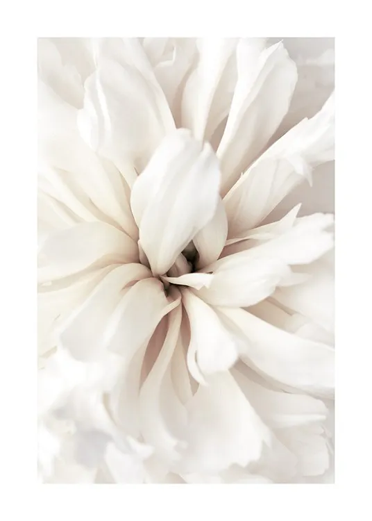Close Up Blossom Poster 0
