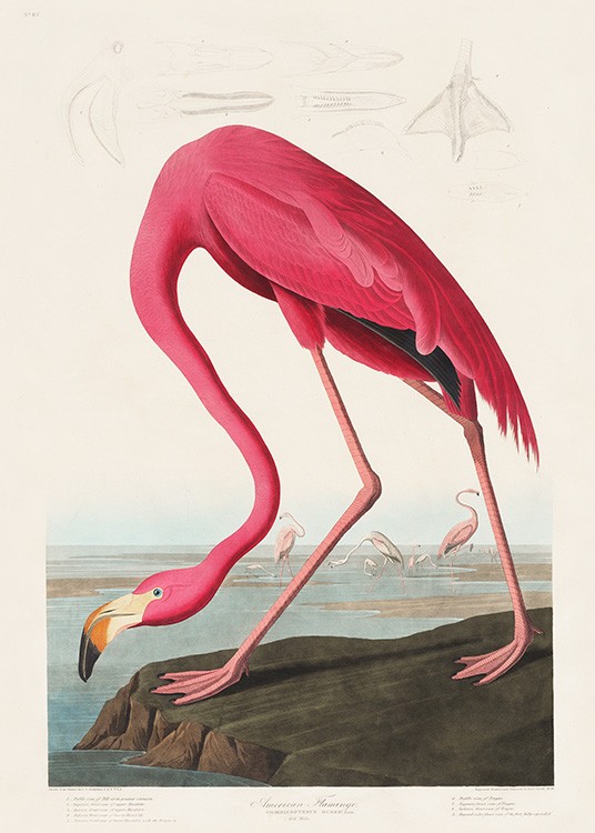 Audubon - Pink Flamingo from Birds of America Poster - Pink
